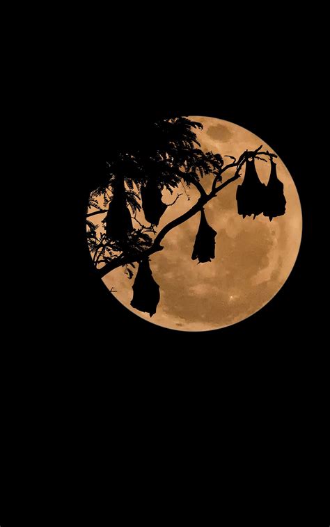 Bats Moon Night Simple Background Portrait Display Wallpapers Hd