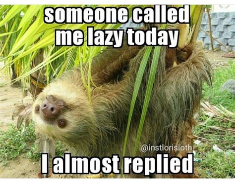 Pin By Carla Grayson On Animals Sloth Meme Sloth Meme Funny Sloth