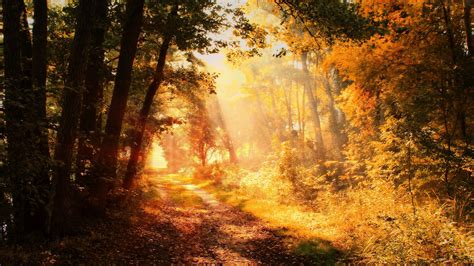 Fall Foliage Path With Sunbeam During Morning Time Hd Nature Wallpapers
