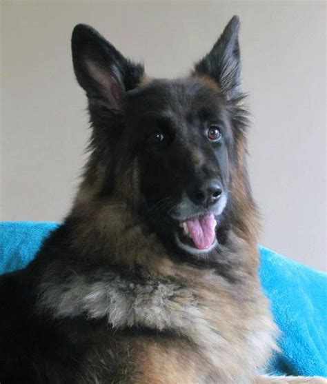 Posts By Central German Shepherd Rescue Dogs For Adoption And Rescue