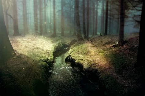 Background Fantasy Forest Bach Glade Trees Lighting Mood