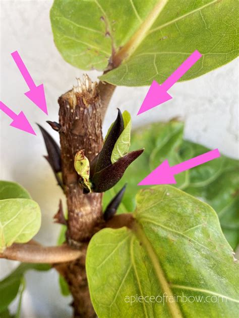 Best Fiddle Leaf Fig Branching Secret How To Grow Multiple Branches