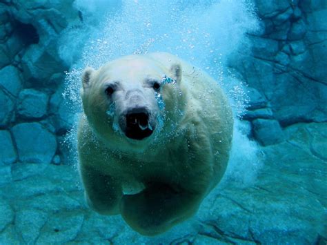 Bears Animals Nature Polar Bears Sea Water Wallpapers Hd Desktop