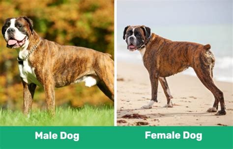 Male Vs Female Dog The Differences With Pictures Pet Keen