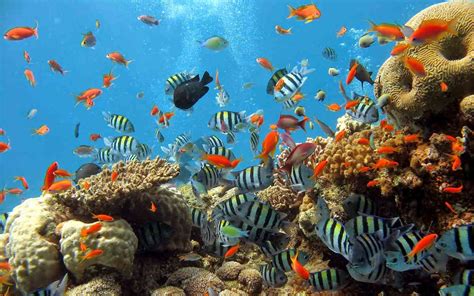 Itu sebabnya hiu dalam jumlah besar selalu berkumpul di kawasan. Wisata Taman Laut Bunaken di Manado - Visit Indonesia