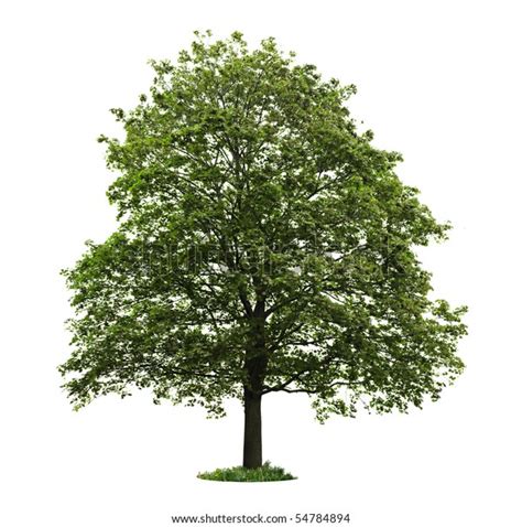Single Maple Tree With Green Leaves Isolated On White Background