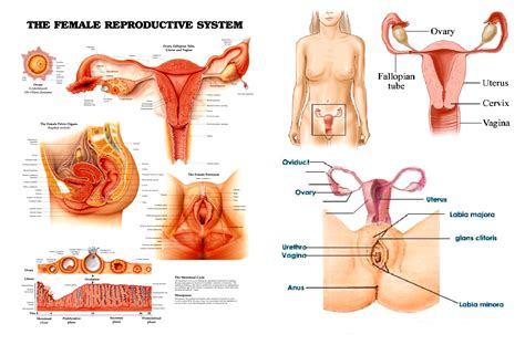 Welcome to innerbody.com, a free educational resource for learning about human anatomy and physiology. Reproductive Archives - Page 8 of 19 - Human Anatomy Body