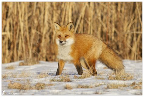 Renard Roux Red Fox Daniel Auger Flickr