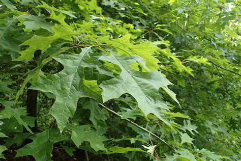 How To Identify 23 Common Oak Tree Species Looprevil Press