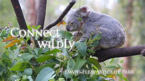 David Fleay Wildlife Park Gold Coast Queensland Youtube