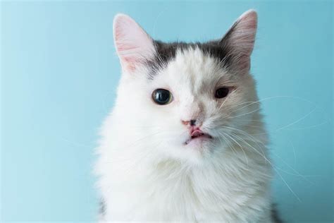 Cleft Palate And Hair Lip In Cats Cat World