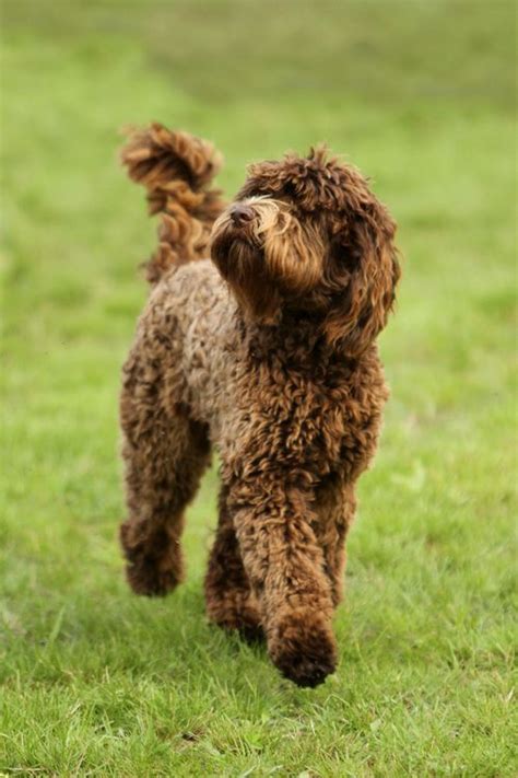 Barbet French Water Dog Portugese Water Dogs Water Dog Beautiful Dogs