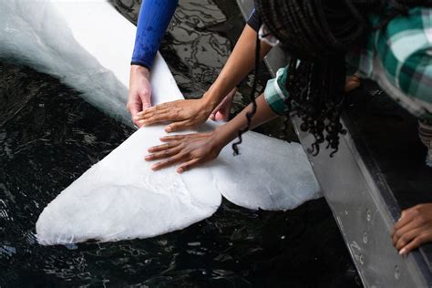 Beluga Whale Animal Encounter And Experience Georgia Aquarium
