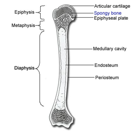 Bone in which the spicules form a latticework, with interstices filled with embryonic connective tissue or bone marrow. long-bone-diagram-long-bone | phemcast