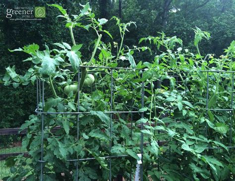 What To Do When Tomatoes Get Too Tall Growing A Greener