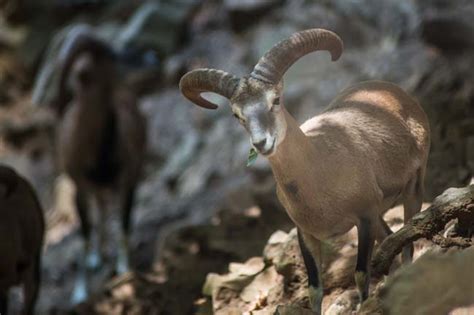 Cyprus Mouflon Ovis Gmelini Ophion Ralfs Wildlife And Wild Places