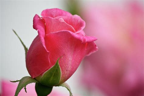 Pink Rosebud 3 Photograph By Teresa Mucha Pixels
