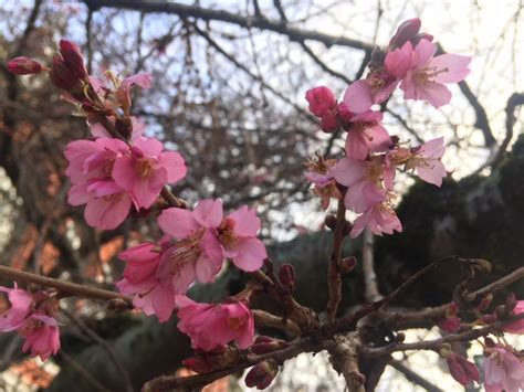 Cherry Blossoms Arrive Early In Victoria Ctv News