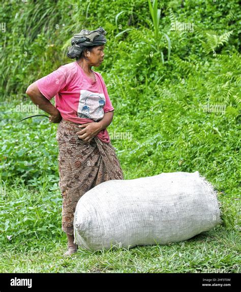 A Female Farmer Working In The Terraced Rice Paddies At Tegalallang In Ubud Bali Indonesia