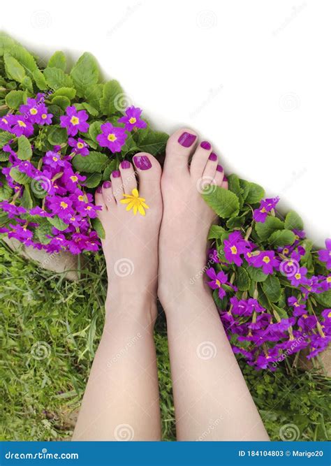 Beautiful Purple Pedicure On Women S Feet With Flowers Stock Image