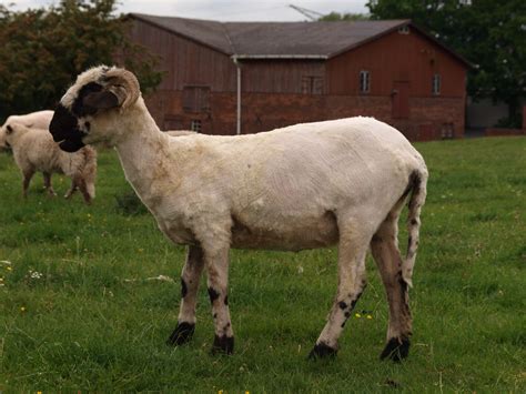 To breed quality sheep which reflect the standards and the history of the valais blacknose. File:Shorn Valais Blacknose sheep female.jpg