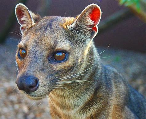 Pin By Bonnie Cook On Fearsome Fossa Rare Animals Animals Cute Animals