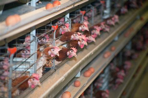 Pasti hampir sebagian besar masyarakat indonesia sangat menyukai ayam kampung ya. 7 Cara Ternak Ayam Petelur Rumahan yang Dijamin Profit