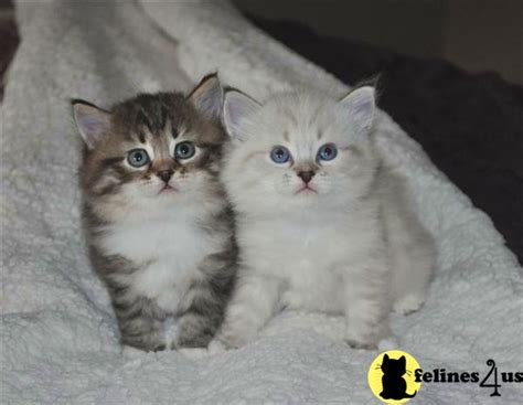 Siberian Kitten For Sale Seal Lynx Point Tabby Both With White 11 Yrs