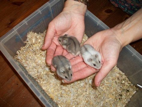 Baby Russian Dwarf Hamsters Russian Dwarf Hamster Funny Hamsters Hamster House