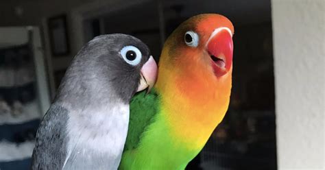 Kiwi And Goth Lovebirds Popsugar Love And Sex
