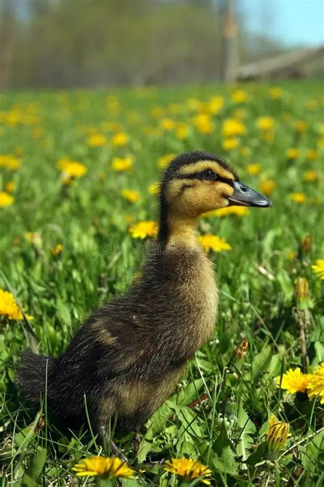 Rouen Ducklings Male Vs Female Week By Week Care Birdbaron