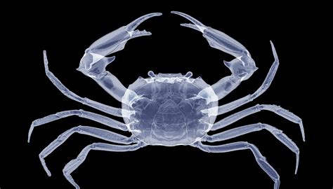 Stunning X-Ray Images from London Zoo Animals will Take Your Breath Away