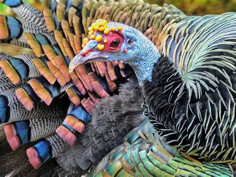 Ocellated Turkey Showing The Colors Focusing On Wildlife