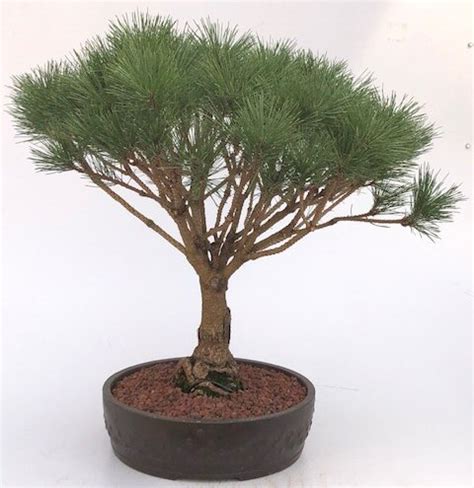 Japanese Red Pine Bonsai Tree Pinus Densi Globosa