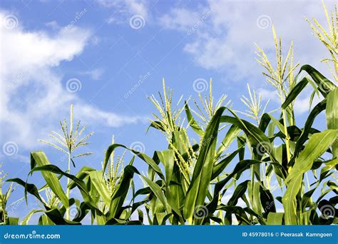 Green Corn Field Growing Up On Blue Sky Stock Photo Image Of Crop