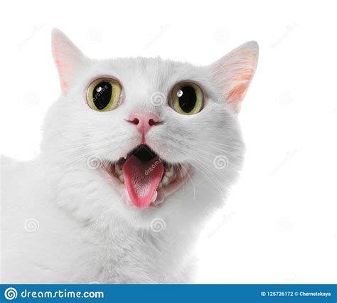 Funny Cat With Big Eyes On White Background Stock Photo Image Of Kitty Hungry 125726172