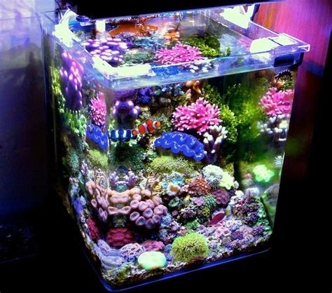 A Particular Italian Nano Cube Reef Central Online Community