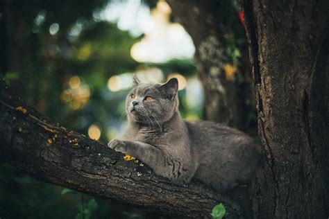 900 Cat Images Download Hd Pictures And Photos On Unsplash