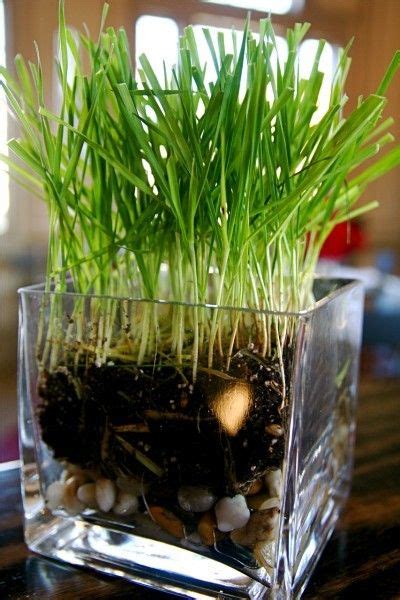 Types Of Indoor Grass Whats The Best Grass For Growing Indoors