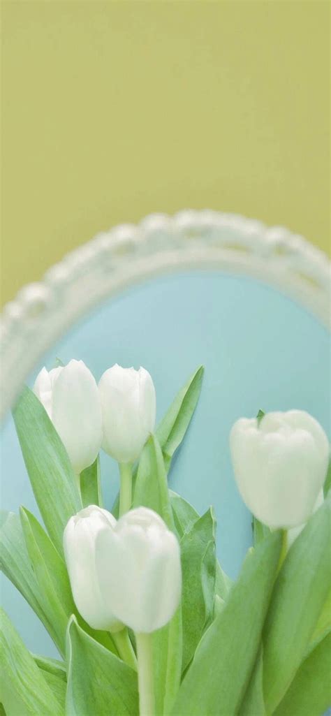 Chi Tiết 61 Về Hình Hoa Tulip đẹp Mới Nhất Vn