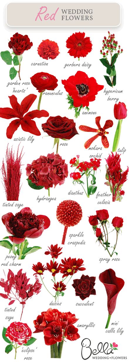 Types Of Red Flowers