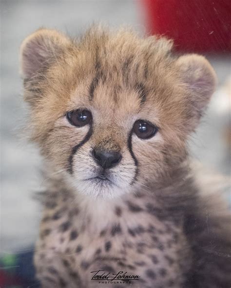 Cheetah Cub Sad Face Baby Animals Pictures Cute Wild Animals Cute