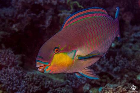 Steephead Parrotfish Facts And Photographs Seaunseen