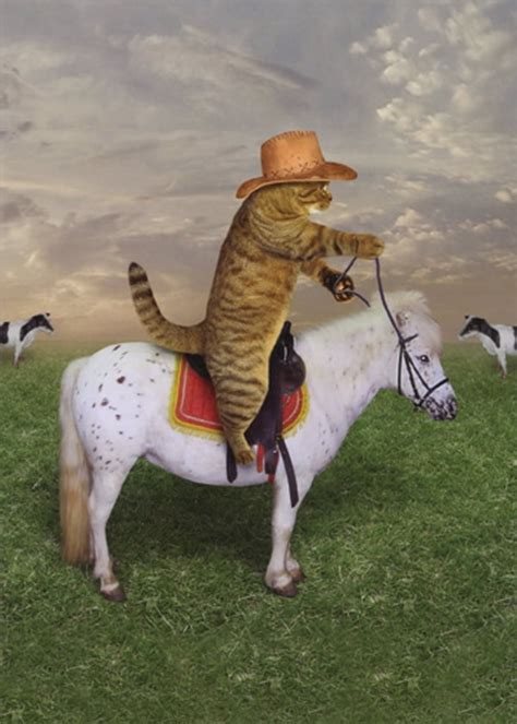 Cat Cowboy 20 Cats With Cowboy Hats Meowdy Cowboy Cat Wrangler Is