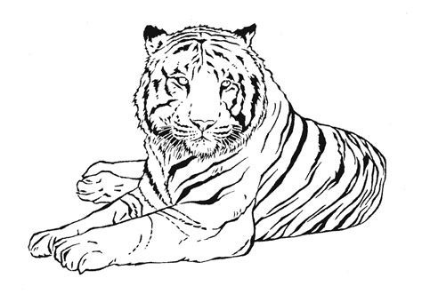 Drawings Tiger Animals Printable Coloring Pages