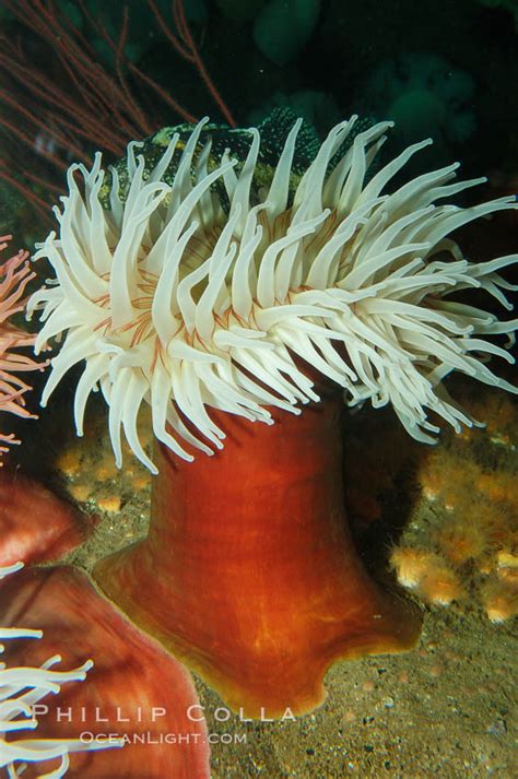 Fish Eating Anemone Photo Stock Photograph Of A Fish Eating Anemone