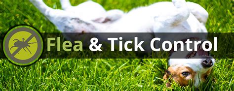 Best Flea And Tick Yard Treatment Plan Your Wedding With Ideas From