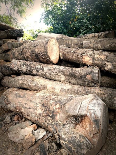 Kashmir Teak Wood Logs At Rs 800cubic Feet Teak Wood Logs In Hassan Id 22847677755