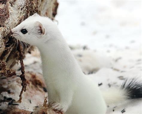 Weasels Winter White The Timberjay