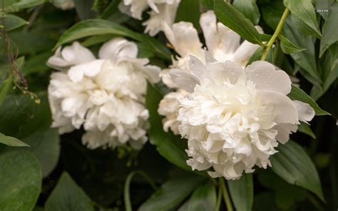 White Peonies Desktop Wallpaper Wallpapersafari